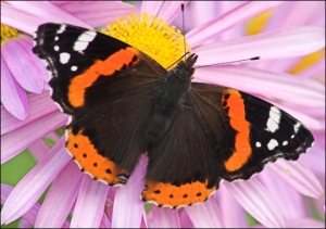 Red Admiral Butterfly, an important motif in the novel