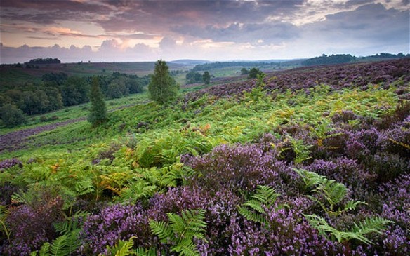 The beautiful New Forest