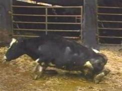 Cows suffering from BSE disease display an inability to stand up or walk and lower milk production, among other symptoms.